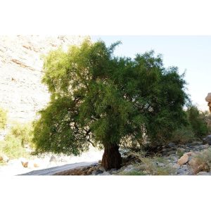 روغن مراقبت کننده اورجینال برند Dogal efendi sifali bitkiler baharat kuruyemis کد 257734541