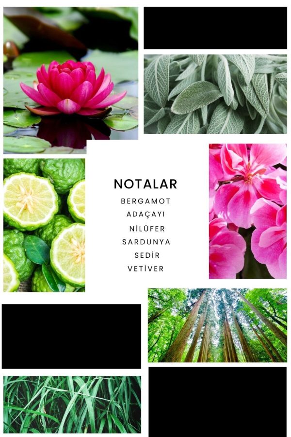 ادکلن اورجینال برند Ixora مدل E011 Summer Man کد 32409488 - Image 2