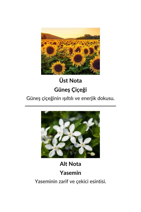 ادکلن اورجینال برند Alescia کد 85951654 - Image 8