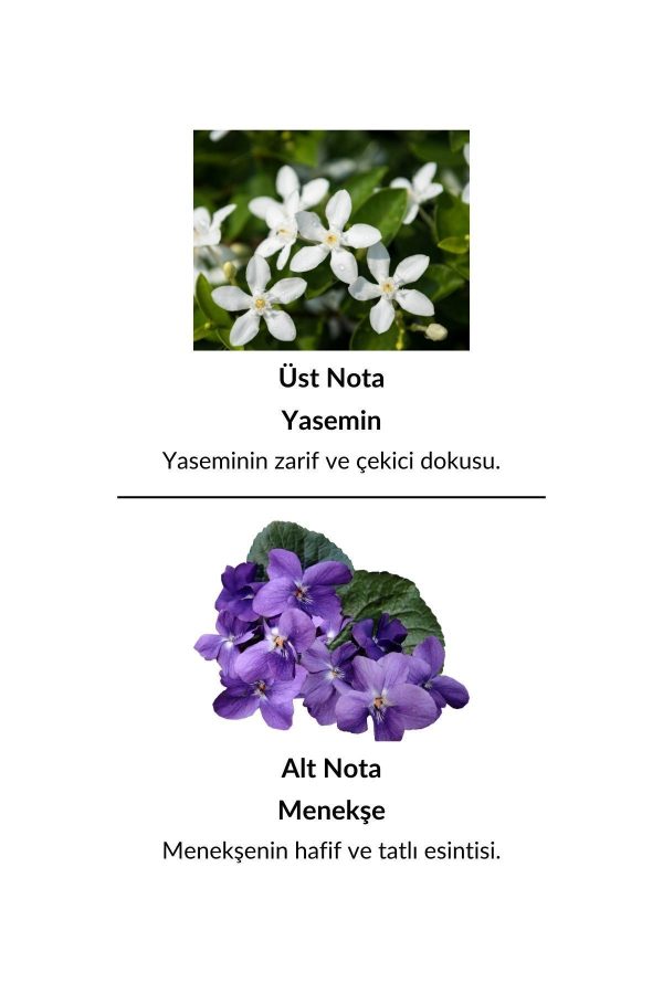 ادکلن اورجینال برند Alescia کد 824231879 - Image 6
