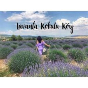 کرم جوان کننده اورجینال برند Mimoza مدل Natural Lavender Water 10 Litre کد 51551168