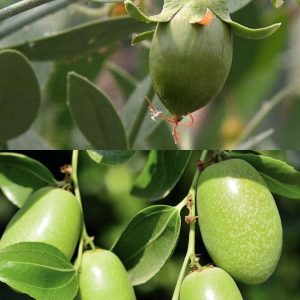 روغن مراقبت کننده اورجینال برند Cemil efendi کد 315055956