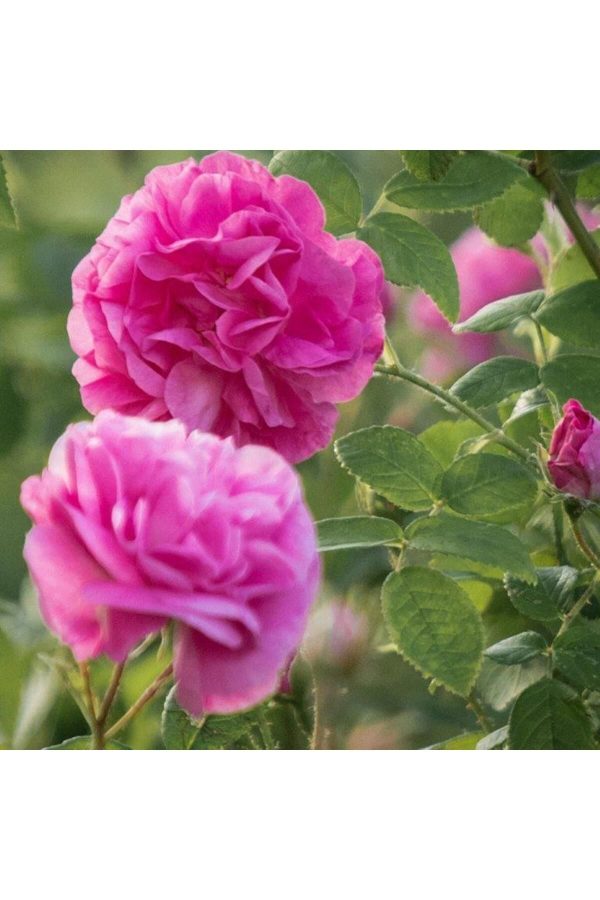 کرم جوان کننده اورجینال برند Mimoza bitki market مدل Organic Rose Water 1000 Ml کد 766661067 - Image 3