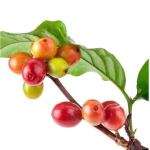 روغن و سرم مو اورجینال برند L anza کد 763925898