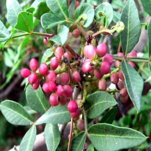 روغن مراقبت کننده اورجینال برند Balen کد 3622894