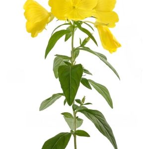 روغن مراقبت کننده اورجینال برند Intense natural کد 733084211