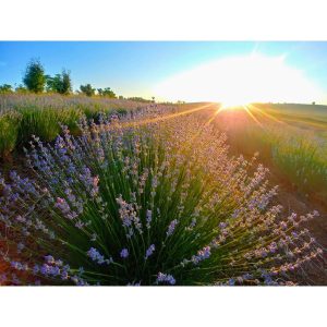 روغن مراقبت کننده اورجینال برند Lavanta sarkoy مدل Lavender Şarköy Lavender Oil 20ml کد 231181047