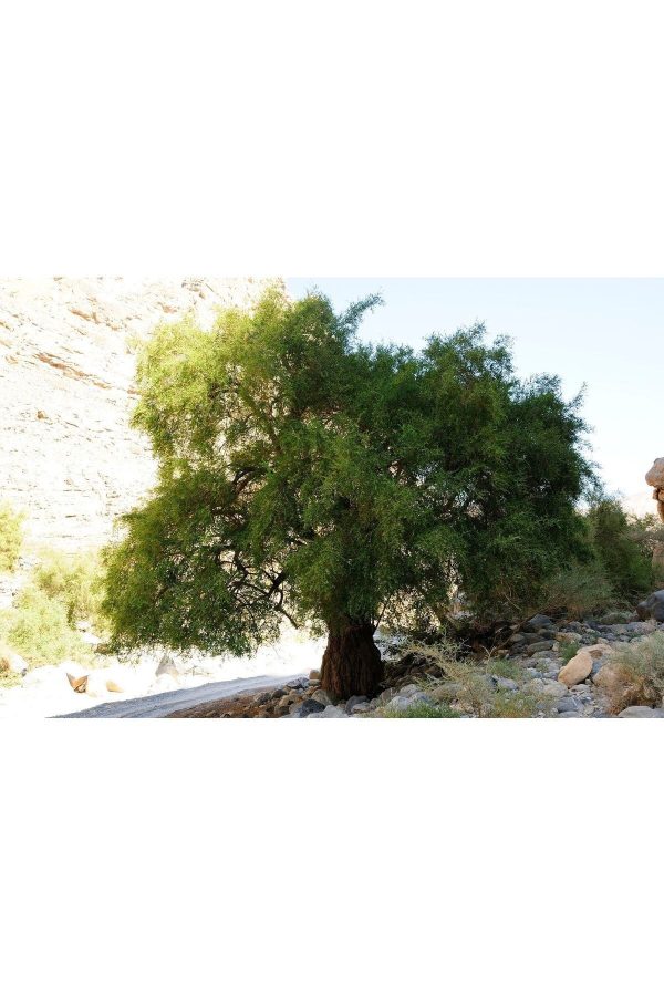 صابون جامد اورجینال برند Dogal efendi sifali bitkiler baharat kuruyemis کد 233357411 - Image 4