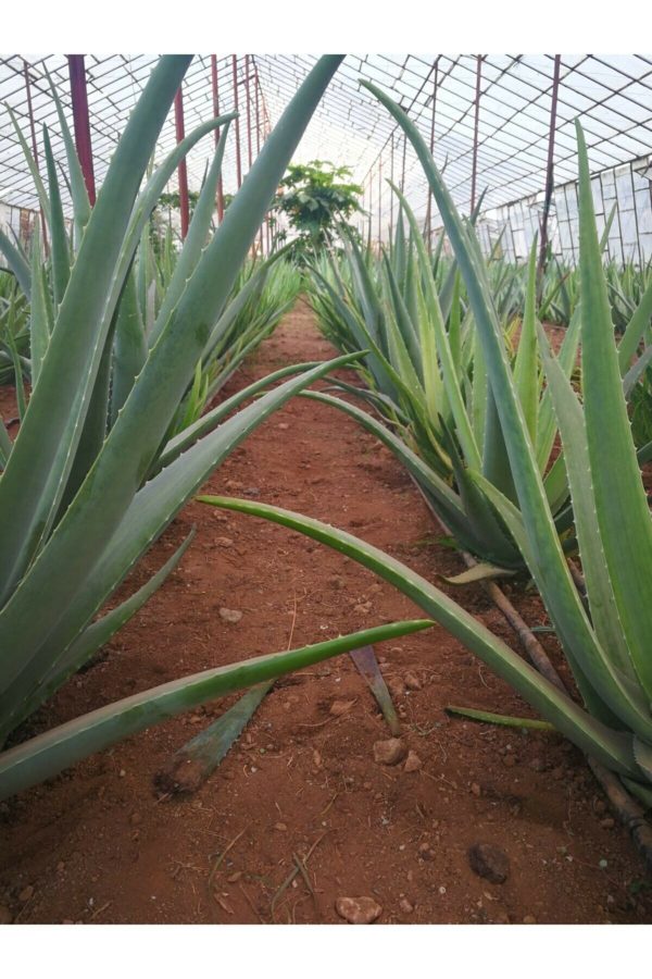 کرم صورت اورجینال برند Akdeniz aloe vera کد 788446801 - Image 3